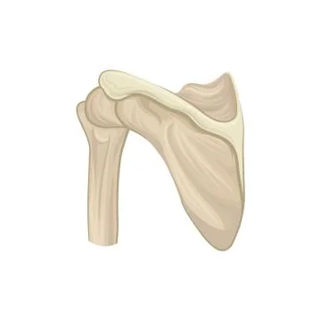 Structure of scapula, shoulder blade or wing bone. Part of human skeleton Stock Illustration