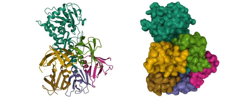 Structure of shiga toxin Stock Illustration