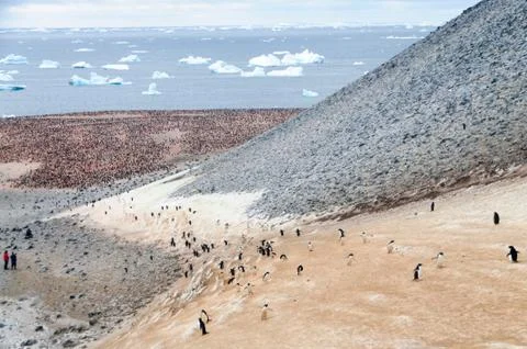 The structure shown here is known as a penguin highway on Paulet Island. Adel Stock Photos