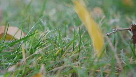 The structure of a single autumn leaf falling from top to bottom Stock Footage 163342629