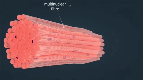 Structure of skeletal muscle Stock Footage 276883511