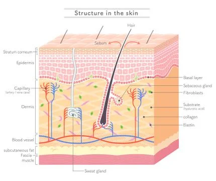 Structure in the skin English notation Stock Illustration