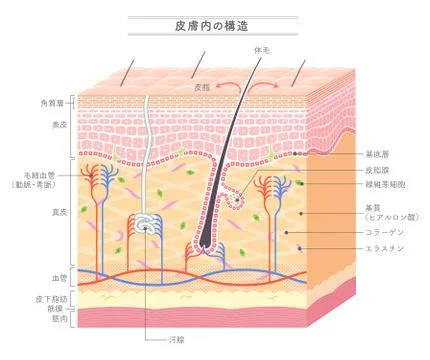 Structure in the skin Japanese notation Stock Illustration