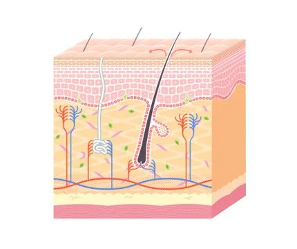 Structure in the skin no notation Stock Illustration