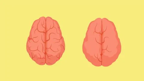 Structure of smart human brain and stupid. Two red crinkle brains. Stock Illustration