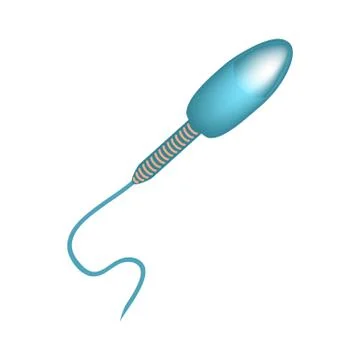 The structure of the sperm. Infographics. Vector illustration on isolated イラスト素材
