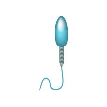The structure of the sperm. Infographics. Vector illustration on isolated Stock Illustration