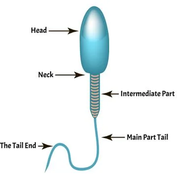 The structure of the sperm. Infographics. Vector illustration on isolated Stock Illustration