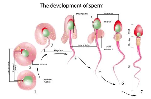 Structure of spermatozoon Stock Illustration
