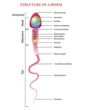 Structure of spermatozoon Stock Illustration