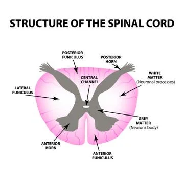 The structure of the spinal cord. Infographics. Vector illustration on isolated Illustrazione stock