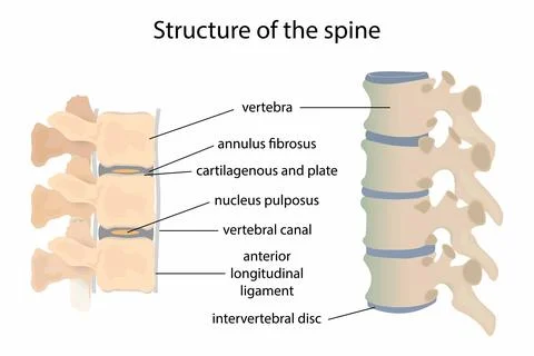 Structure of the spine, The spine supports your body and helps you walk Stock Illustration