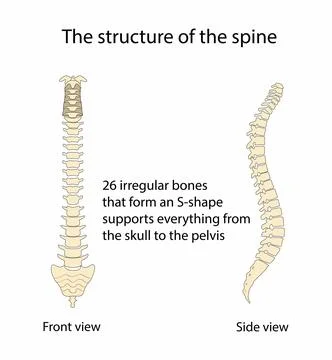 The structure of the spine, The vertebral column イラスト素材
