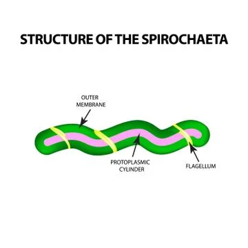 The structure of spirochetes, pale treponema. The causative agent of syphilis Stock Illustration