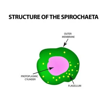 The structure of spirochetes, pale treponema. The causative agent of syphilis Stock Illustration