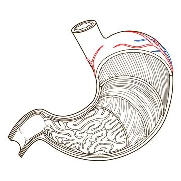 Structure of stomach medical educational vector Stock Illustration