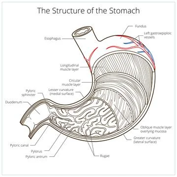 Structure of stomach medical educational vector Illustrazione stock