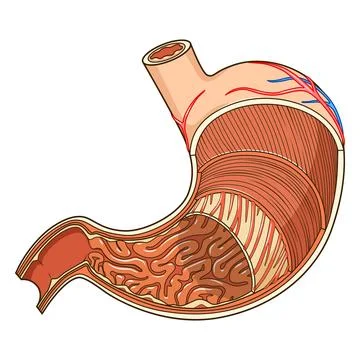 Structure of stomach medical educational vector Stock Illustration