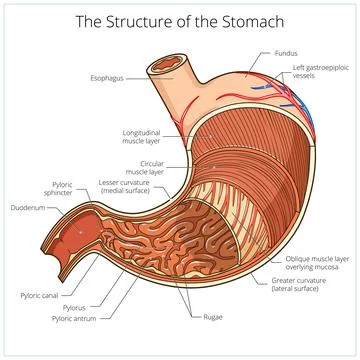 Structure of stomach medical educational vector Illustrazione stock