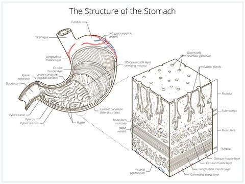 Structure of stomach medical educational vector Stock Illustration