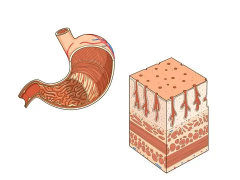 Structure of stomach medical educational vector Stock Illustration