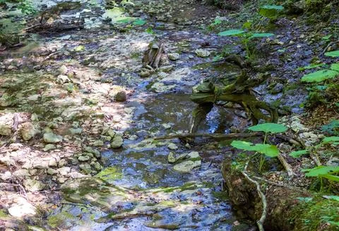 The structure of the stone bottom of the shallow river , the drawings on the Stock Photos