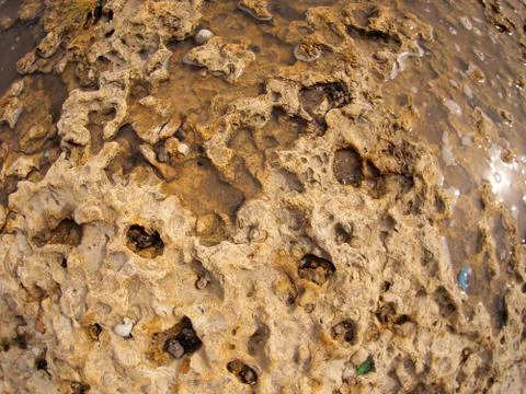 The structure of the stone coquina Stock Photos