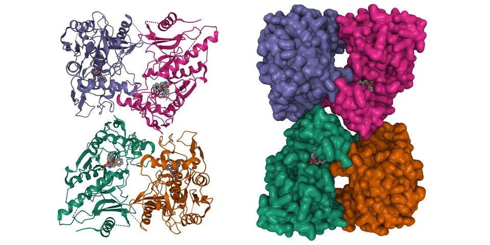 Structure of streptococcal pyrogenic exotoxin B (SpeB) tetramer with inhibitor Stock Illustration