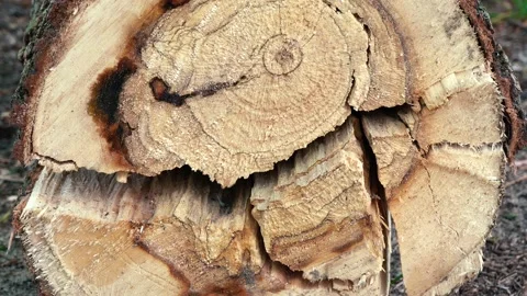 Structure of a stump from a sawn tree is large Stock Footage 156504322
