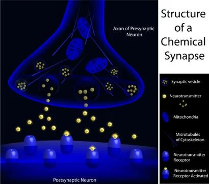 Structure of a synapse Stock Illustration