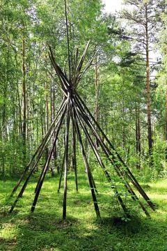 Structure of thin and long branches in the forest Stock Photos