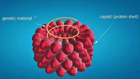 Structure of tobacco mosaic virus Stock Footage 312981559