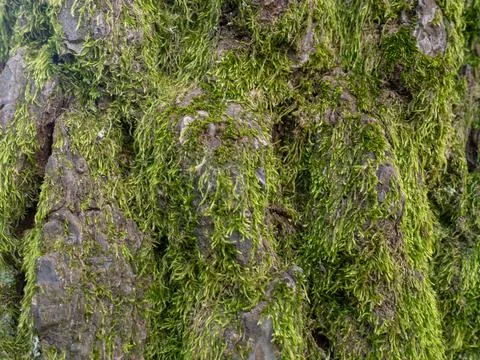 Structure of tree bark in moss. Uneven coverage. Moss on the tree. Background Foto stock