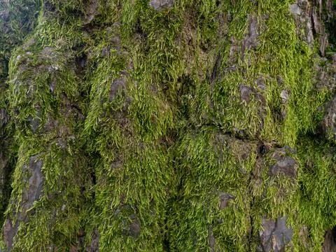 Structure of tree bark in moss. Uneven coverage. Moss on the tree. Background Stock Photos