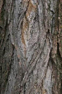 Structure of tree bark Stock Photos
