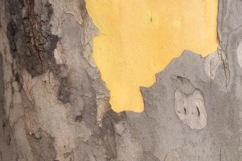 The structure of the tree bark is sycamore. Stock Photos