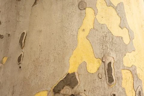 The structure of the tree bark is sycamore. Stock Photos