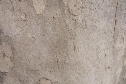 The structure of the tree bark is sycamore. Stock Photos