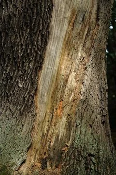 The structure of the tree bark in a vertical position Stock Photos
