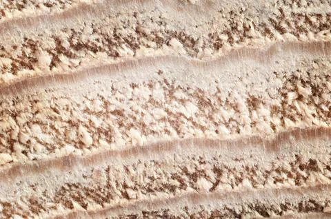 The structure of the tree. Close-up Stock Photos