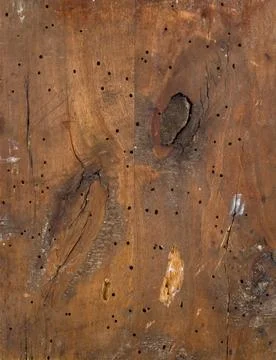 Structure of a tree Stock Photos