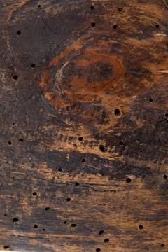 Structure of a tree Stock Photos