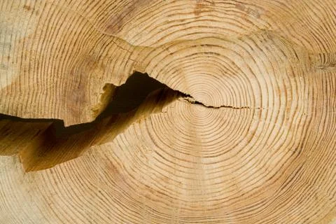 Structure of a tree Stock Photos