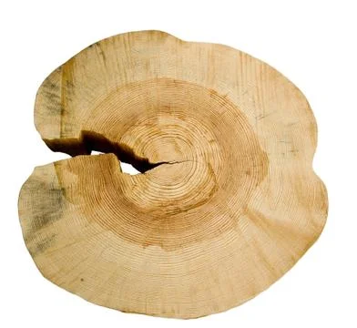 Structure of a tree Stock Photos
