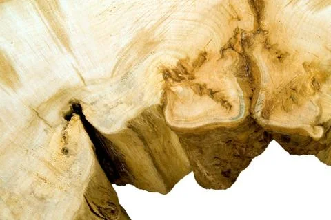 Structure of a tree Stock Photos