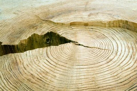 Structure of a tree Stock Photos