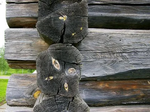 Structure of a tree Stock Photos