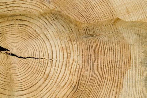 Structure of a tree Stock Photos