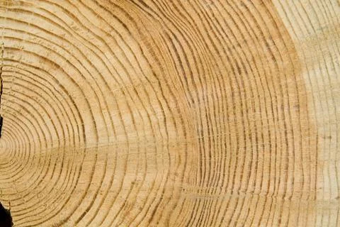 Structure of a tree Stock Photos