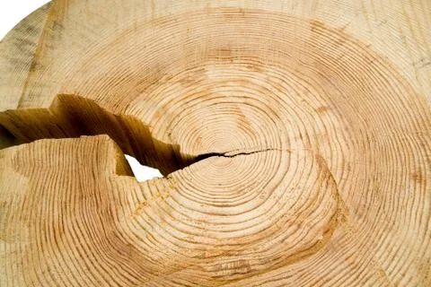 Structure of a tree Stock Photos